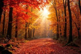 Sonbaharda yaprakların dökülmesinin sebebi nedir