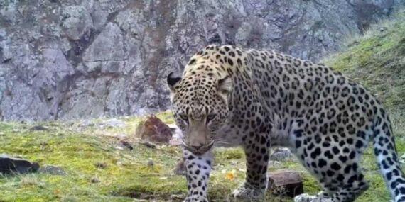 Türkiye’de görüntülenen 10 Anadolu parsının hepsi erkek