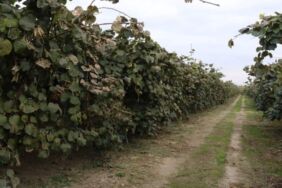 Yalova'da hasadı başladı! Uzun depolama ömrü ile eşi benzeri yok