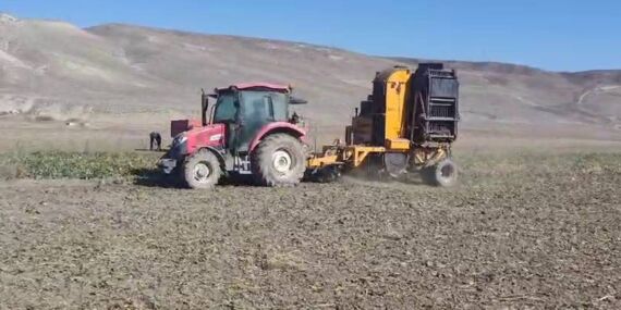 7 aylık bekleyiş sona erdi! Aşkale’de hasat başladı….