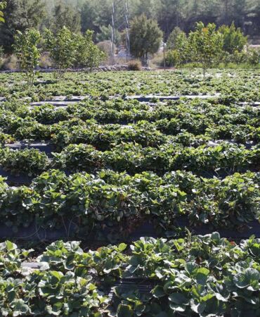 çilek hasadı muğla