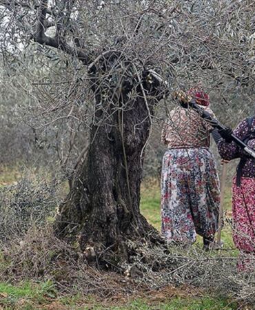 kaz dağları