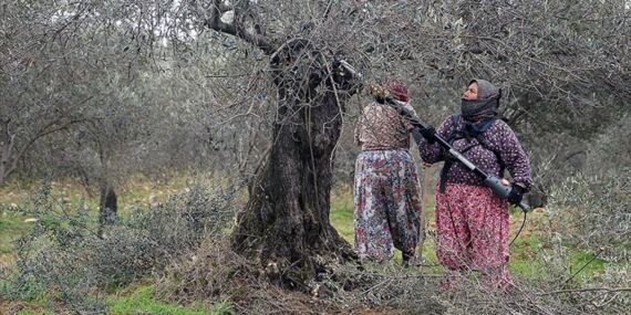 Kaz Dağları’nda 1 milyon ağaç kesilecek!