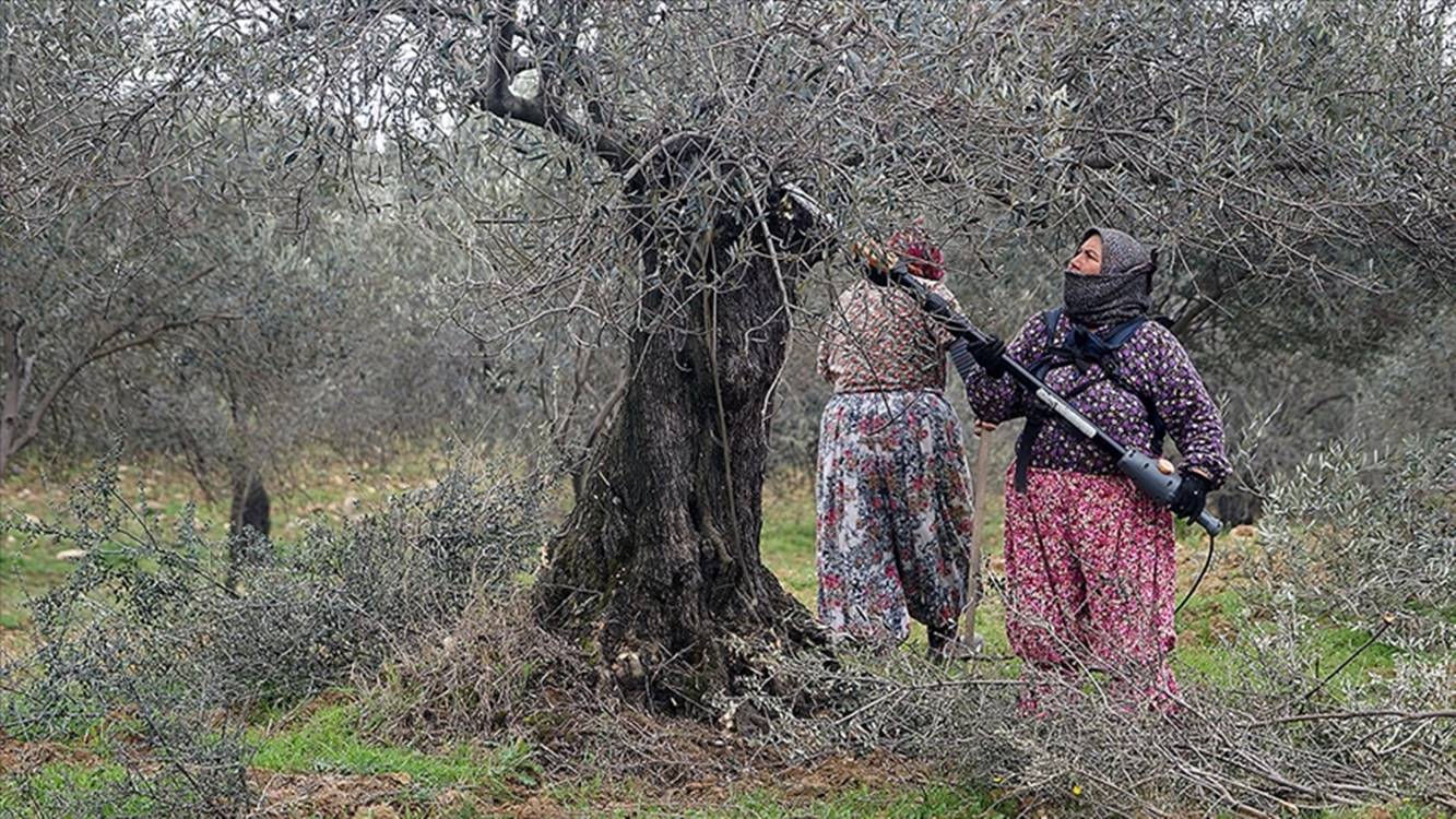 kaz dağları