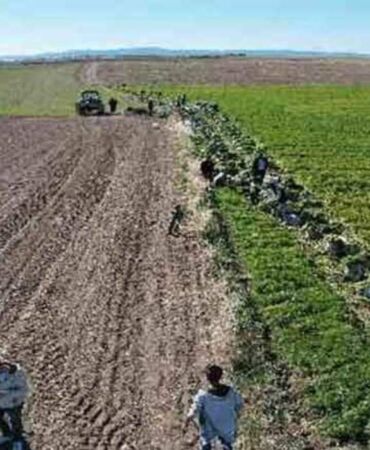 Beypazarı'nda hasadı başladı Tarlada 8 lira markette 45 lira!