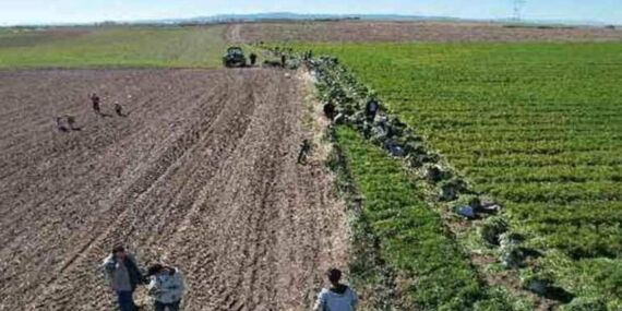 Beypazarı’nda hasadı başladı: Tarlada 8 lira markette 45 lira!