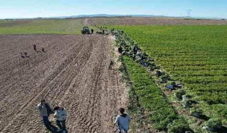 Beypazarı'nda hasadı başladı Tarlada 8 lira markette 45 lira!