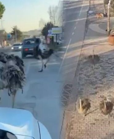 Deve kuşları Çatalca’da trafiği karıştırdı Kaçış anları kamerada!