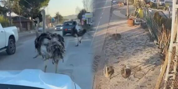 Deve kuşları Çatalca’da trafiği karıştırdı!