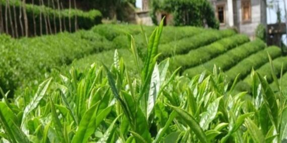 İklim değişikliği çaya yaradı: Hasat süresi rekor kırdı!