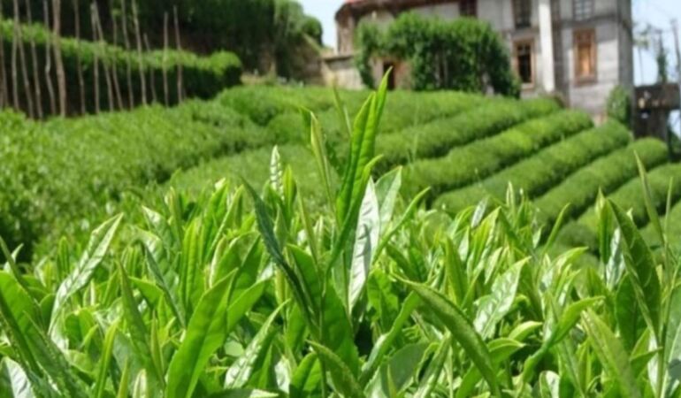 İklim değişikliği çaya yaradı Hasat süresi rekor kırdı