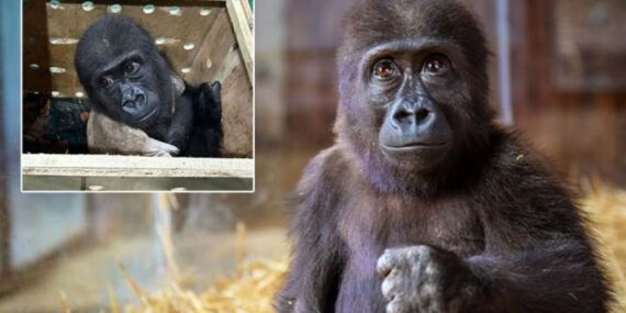 Bakanlık açıkladı: İşte yavru goril için en çok önerilen 4 isim…