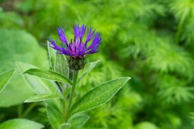 Karakafes otu faydaları nelerdir Karakafes otu ne işe yarar Karakafes otu çayı nasıl yapılır ve nerede yetişir