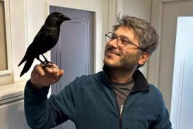 Karga Jackoo kendisini tedavi eden doktorun yanından ayrılmıyor