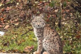 Tokat Gaziosmanpaşa Üniversitesi kampüsünde vaşak görüldü