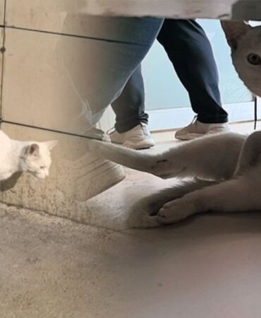 Yaralı kedi acil servise gelerek yardım bekledi