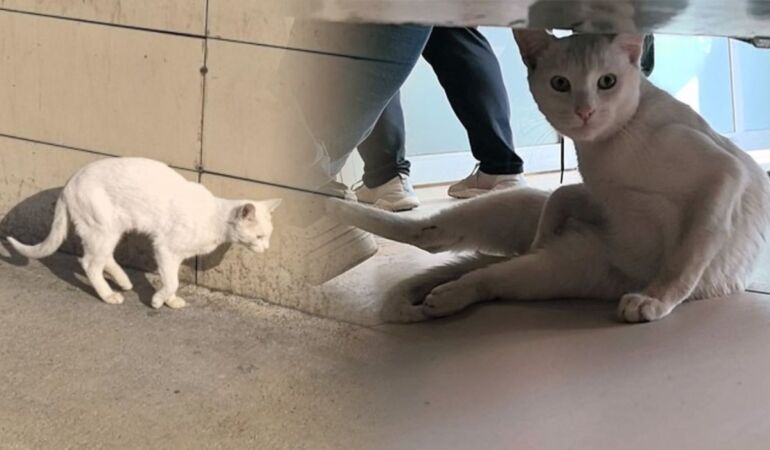 Yaralı kedi acil servise gelerek yardım bekledi