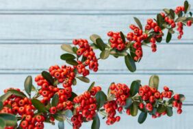 Yılbaşına sayılı günler kala kokina çiçeğine yoğun ilgi! Fiyatı her yıl artıyor