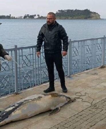 2 metrelik ölü yunus Aydın'da kayalıklara vurdu!