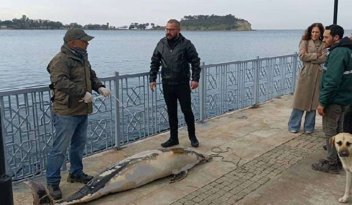 2 metrelik ölü yunus Aydın'da kayalıklara vurdu!