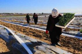 Adana'da fideler toprakla buluştu! Maliyetler Yükseldi, Beklentiler Büyük