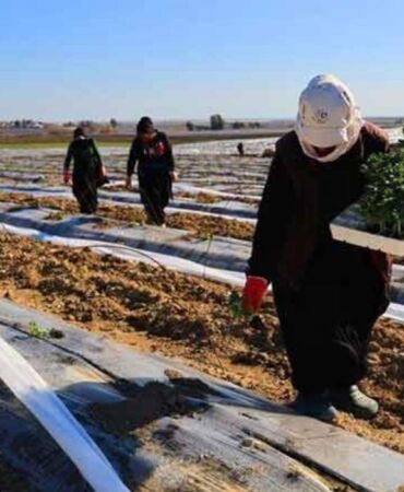 Adana'da fideler toprakla buluştu! Maliyetler Yükseldi, Beklentiler Büyük