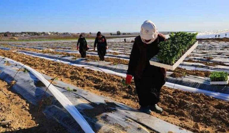 Adana'da fideler toprakla buluştu! Maliyetler Yükseldi, Beklentiler Büyük