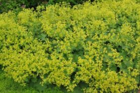 Aslanpençesi faydaları nelerdir Aslanpençesi çayı nasıl yapılır