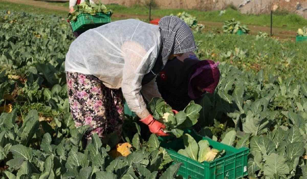 Bakkallarda satılacak… Efeler'de hasat başladı!