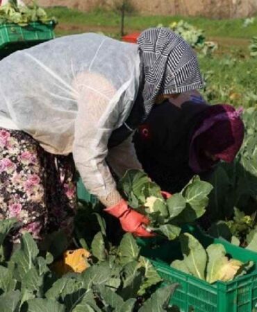Bakkallarda satılacak… Efeler'de hasat başladı!