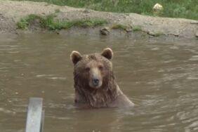 Barınaktan kaçan bozayı için çalışmalar sürüyor Drone ve köpekle aranıyor