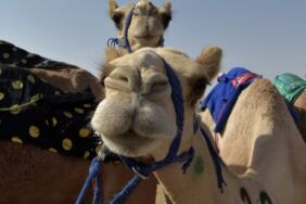 Deve güzellik yarışmasında botoks skandalı!