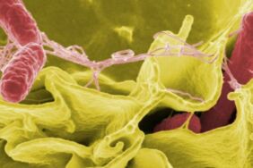 İzmir'de salmonella alarmı '48 saate kadar üreyebilir'