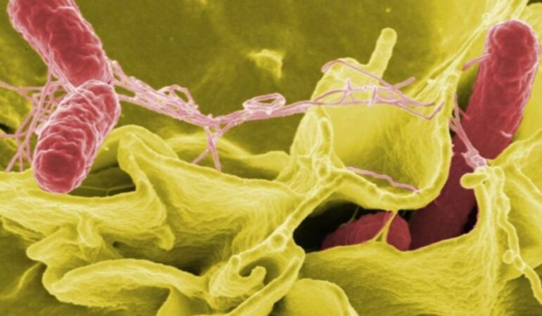 İzmir'de salmonella alarmı '48 saate kadar üreyebilir'