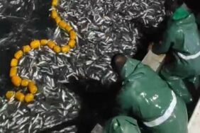 İzmir'de, tonlarca kefal yavrusu denize salındı 'O balıkları alamazdık, günah'