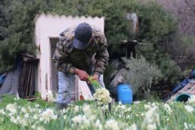 Karaburun'dan Türkiye'nin dört bir yanına satılıyor...