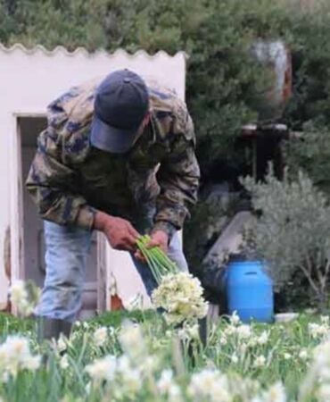 Karaburun'dan Türkiye'nin dört bir yanına satılıyor...