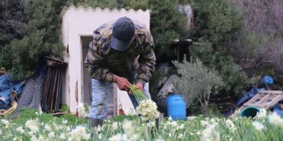 Karaburun’dan Türkiye’nin dört bir yanına satılıyor…