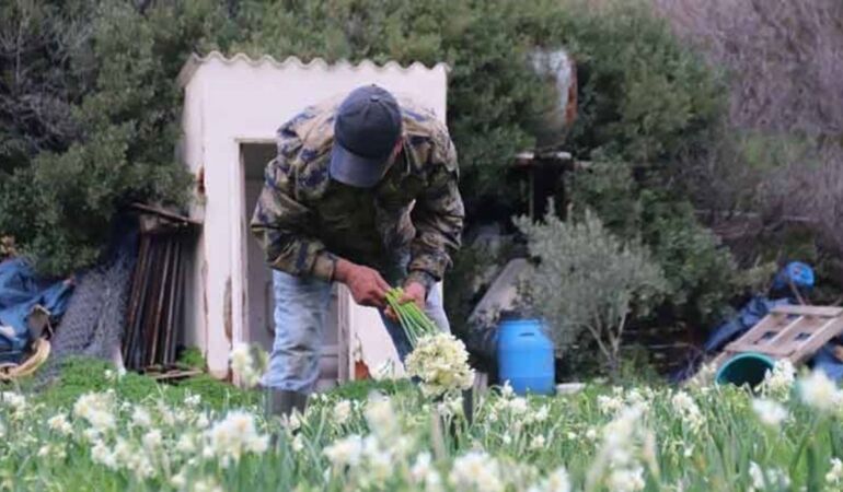 Karaburun'dan Türkiye'nin dört bir yanına satılıyor...