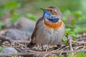Kış kurak geçiyor... 150 kuş türünün barındığı gölette su çekildi