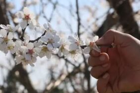 Manisa'da erik ve badem ağaçları çiçek açtı1