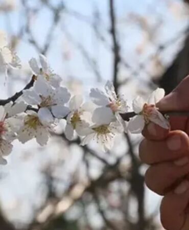 Manisa'da erik ve badem ağaçları çiçek açtı1