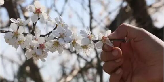 Manisa'da erik ve badem ağaçları çiçek açtı1