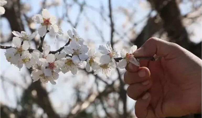 Manisa'da erik ve badem ağaçları çiçek açtı1