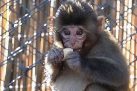 Otobüsle gelen yavru maymun 'Fıstık', Doğal Yaşam Parkı'nın maskotu oldu