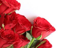 14 Şubat Sevgililer Günü yaklaşırken kırmızı gül fiyatlarında artış!