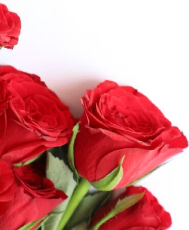 14 Şubat Sevgililer Günü yaklaşırken kırmızı gül fiyatlarında artış!