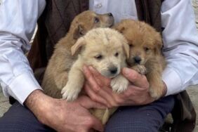 Anneleri kurt saldırısında öldü... Sütten kesilen yavrulara canları gibi bakıyorlar!