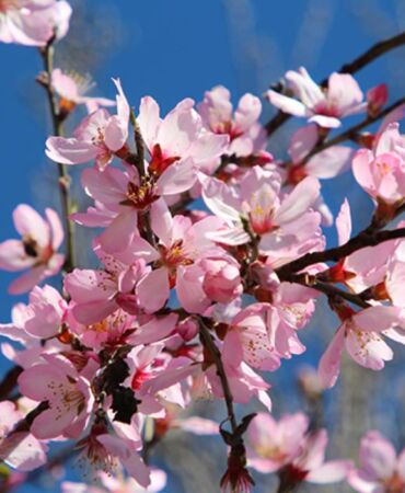 Antalya'da badem ağaçları erken çiçek açtı Pembe beyaz açan çiçekler görsel şölen sundu
