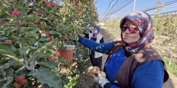 Aydın Dağları’nda rekor hasat! Kalp damarlarını temizleyen en güçlü antioksidan